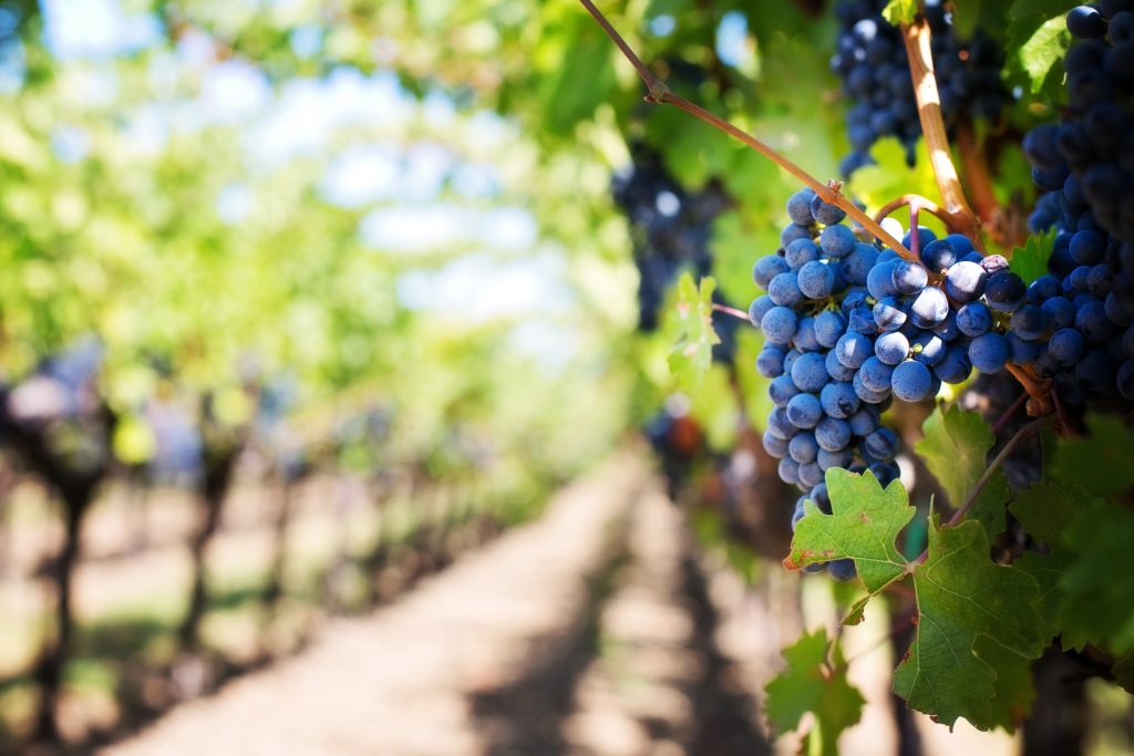 Grape